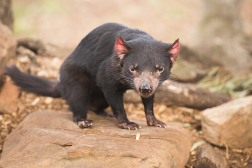 demonio de tasmania